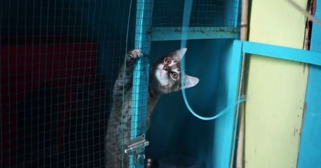 Pareja transformó su casa alquilada en un albergue para gatos