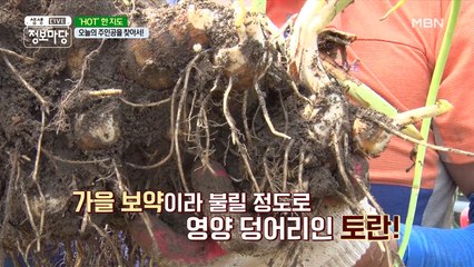 가을의 보약! 영양 그 자체! '토란'