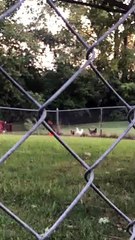 Rooster Performs Balancing Act on Ball for Feathery Friends