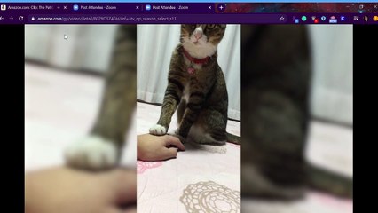 Cats Don't Like Things | Funny Cat Video Compilation 2017