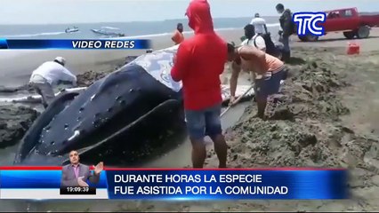 Ballena barada fue encontrada y rescatada por comuneros en la orilla de la isla Puná