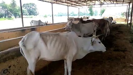 योगी सरकार में गाय के नाम पर बड़ा घोटाला