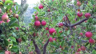 Amasya elma hasatı için gün sayıyor