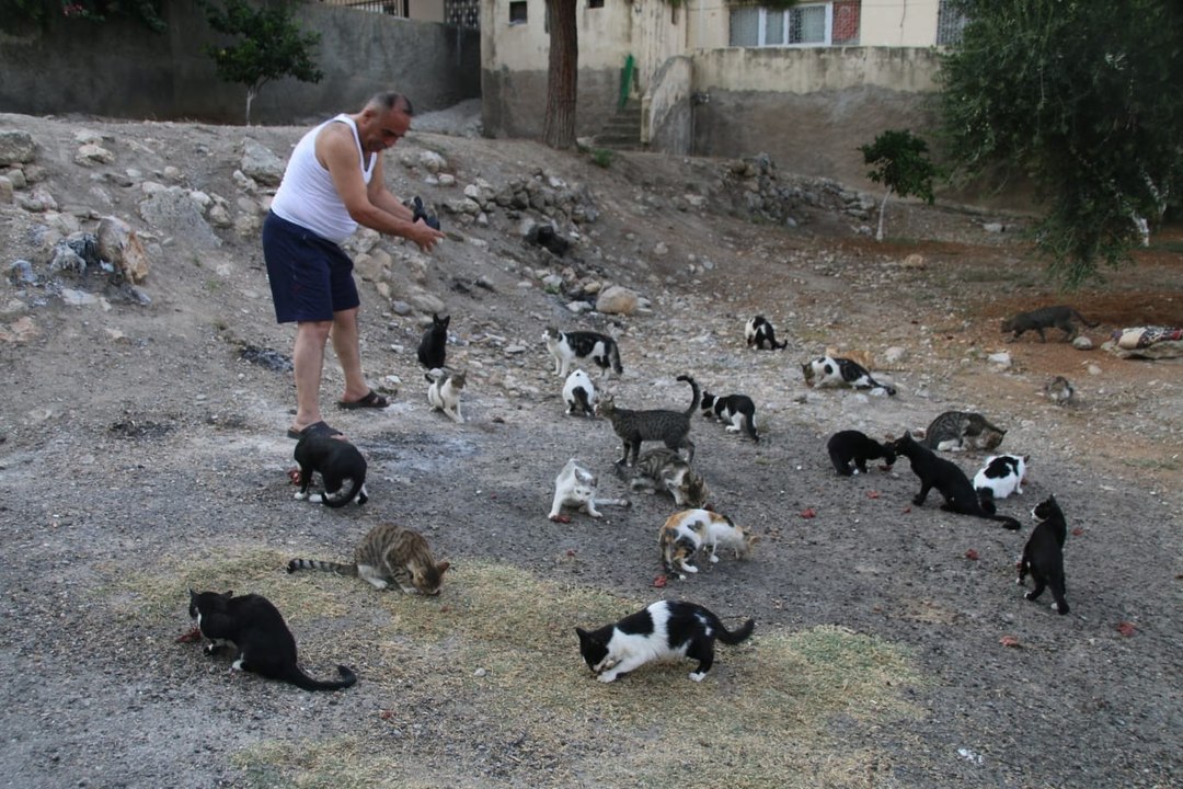 Maaşının üçte biri ile sokak kedilerini besliyor