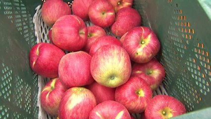 분주한 과수원...태풍 오기 前 사과 미리 따자 / YTN