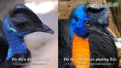 Đà điểu đầu mào phương nam  & thứ vũ khí sắc nhọn như d ao g ăm