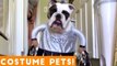 Try Not To Laugh At These Funny Pets In Costumes Video Compilation _ Funny Pet Videos!