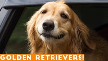 The Funniest & Cutest Golden Retriever Compilation of 2018 _ Funny Pet Videos
