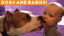 Most Adorable Dog and Baby Compilation Ever _ Funny Pet Videos