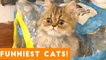 Try Not to Laugh Ultimate Cat and Kitten Compilation _ Funny Pet Videos