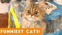 Try Not to Laugh Ultimate Cat and Kitten Compilation _ Funny Pet Videos