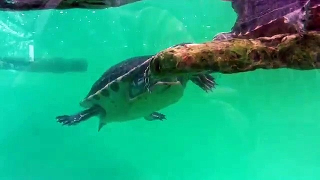 Terrapins