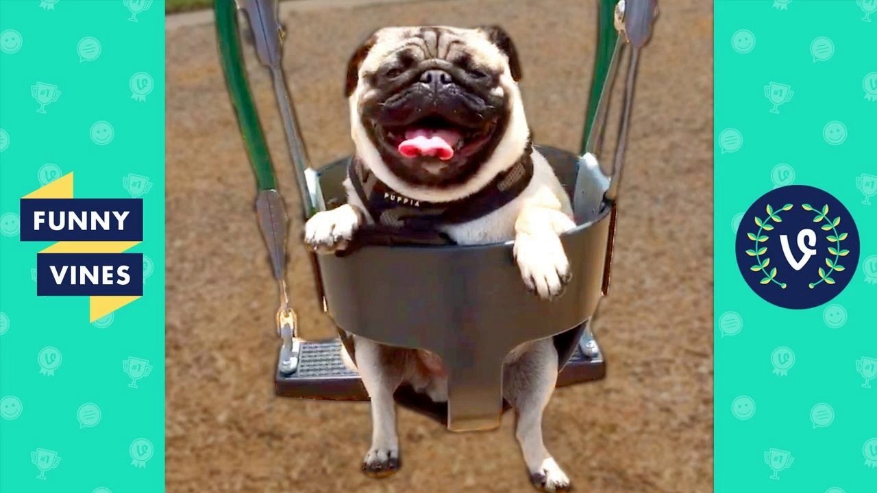 TRY NOT to LAUGH or GRIN - Funny Animals Vines Compilation 2017 _ Funny Vines Videos