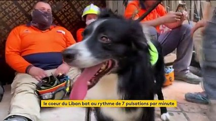 Explosion au Liban : un espoir de retrouver des survivants un mois après