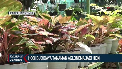 Hobi Budidaya Tanaman Aglonema Jadi Hoki