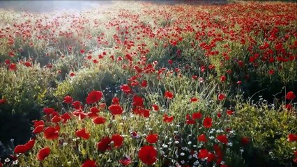 Mesmo Assim A mensagem de Madre Teresa de Calcutá