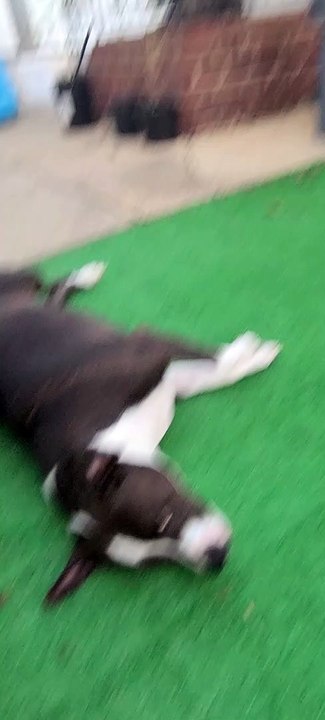Adorable!  Bruno the pitbull loves his new turf