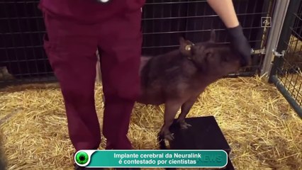 Implante cerebral da Neuralink é contestado por cientistas