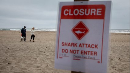Shark Attack Kills Surfer In Australia