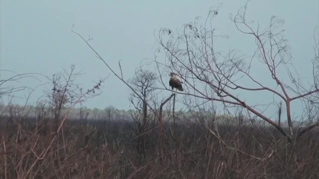 Deforestación de la Amazonía aumenta riesgos de poblaciones indígenas colombianas durante la pandemia