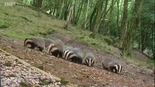 BBC1_Look North (East Yorkshire & Lincolnshire), Evening News 8Sep20 - the badger cull coming to Lincolnshire