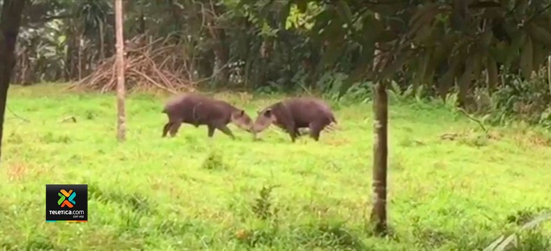 tn7-danta-se-convierte-en-la-estrella-de-un-festival-virtual-080920