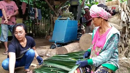 Inovatif! Limbah Daun Nanas Disulap Jadi Benang