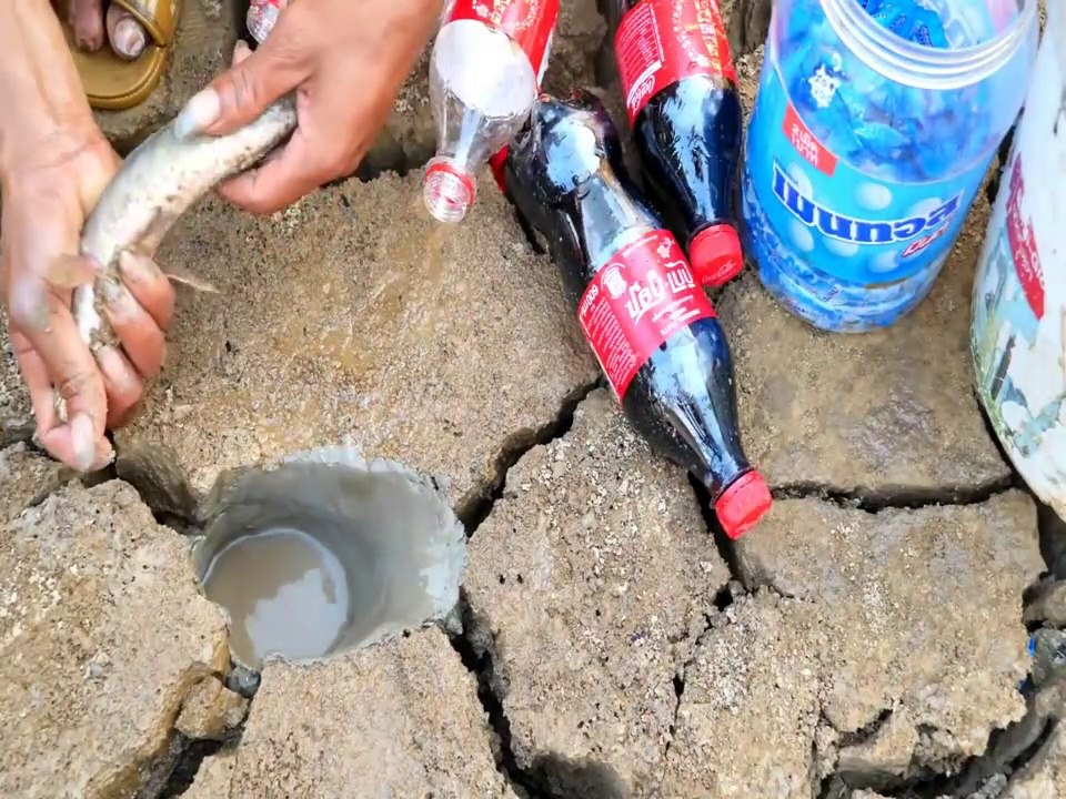 Experiment : FISH Vs Coca Cola Vs Mentos To Catch Alot Of Fish From Hole | Animal Trap