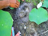 Experiment: Pepsi, Toothpastes and Eggs vs Fishes In Hole | Animal Trap