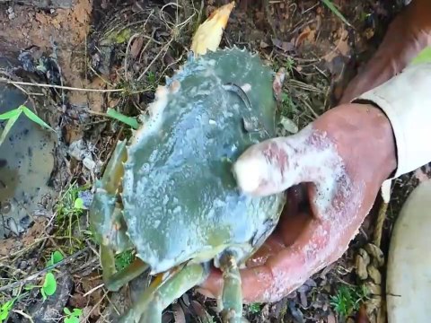New Method Of Catching Big Crab With Coca Cola - Eggs From Hole - How To Catch Crab In Hole | Animal Trap