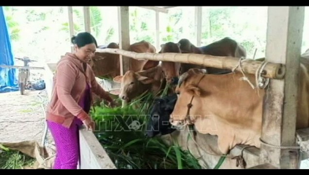 Hiệu quả cao từ mô hình nuôi bò kinh tế. Chúng ta nên học hỏi