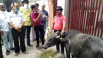 नागदा कृषि उपज मंडी यूनियन मोर्चे ने बजाई भैंस के आगे बिन