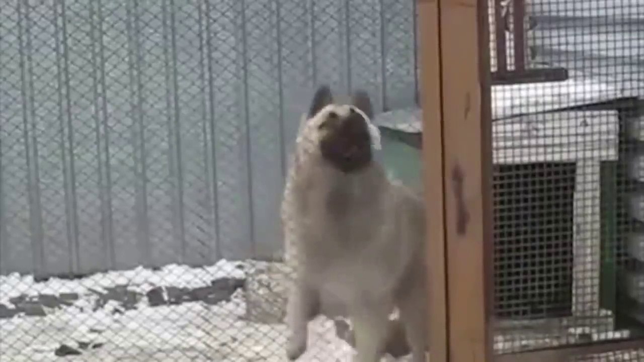 The most amazing video on the internet , Dogs sing and dance