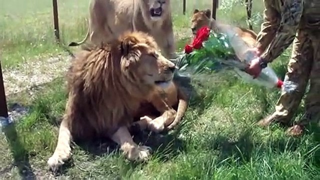Offrir des fleurs à des lions... pourquoi pas