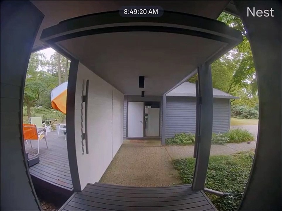 Quand un écureuil est plus futé qu'un aigle... douloureux pour le rapace