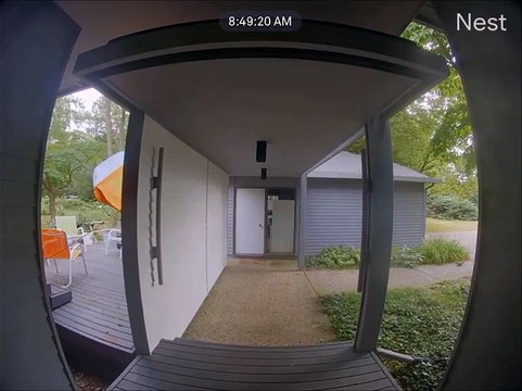 Quand un écureuil est plus futé qu'un aigle... douloureux pour le rapace