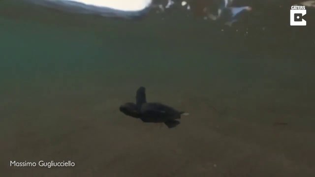 Premier bain de mer pour ce bébé tortue adorable
