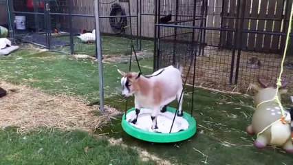 Ces chèvres adorent faire de la balançoire