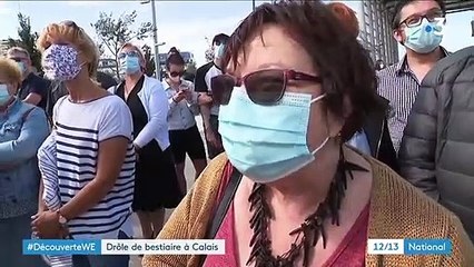 Dragons à Calais : la famille s’agrandit