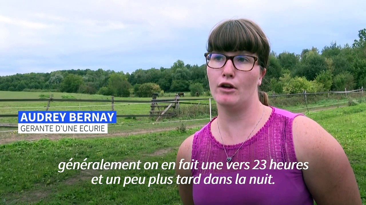 Mystère des chevaux mutilés: propriétaires et écuries montent la garde