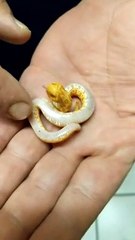 Baby Hognose Snake Playing Dead Fresh From the Egg
