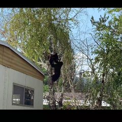 Bear Cubs Playing in South Lake Tahoe