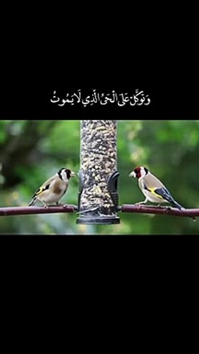 تلاوات مختارة _ سورة الفرقان _ وتوكل على الحي الذي لا يموت(720P_HD)_1