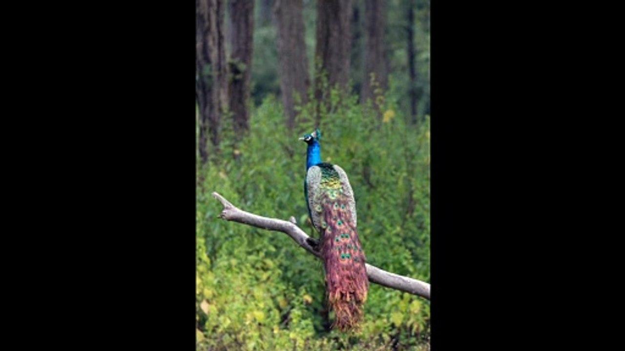 Peacock pics Video | peacock photo | peacock images