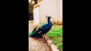 Peacock images | peacock pics | Peacock wallpapers