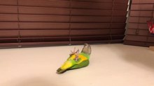 Kili Senegal Parrot Shares Some Bird Tricks