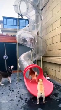 Cute dogs and cat. Funny animal complications