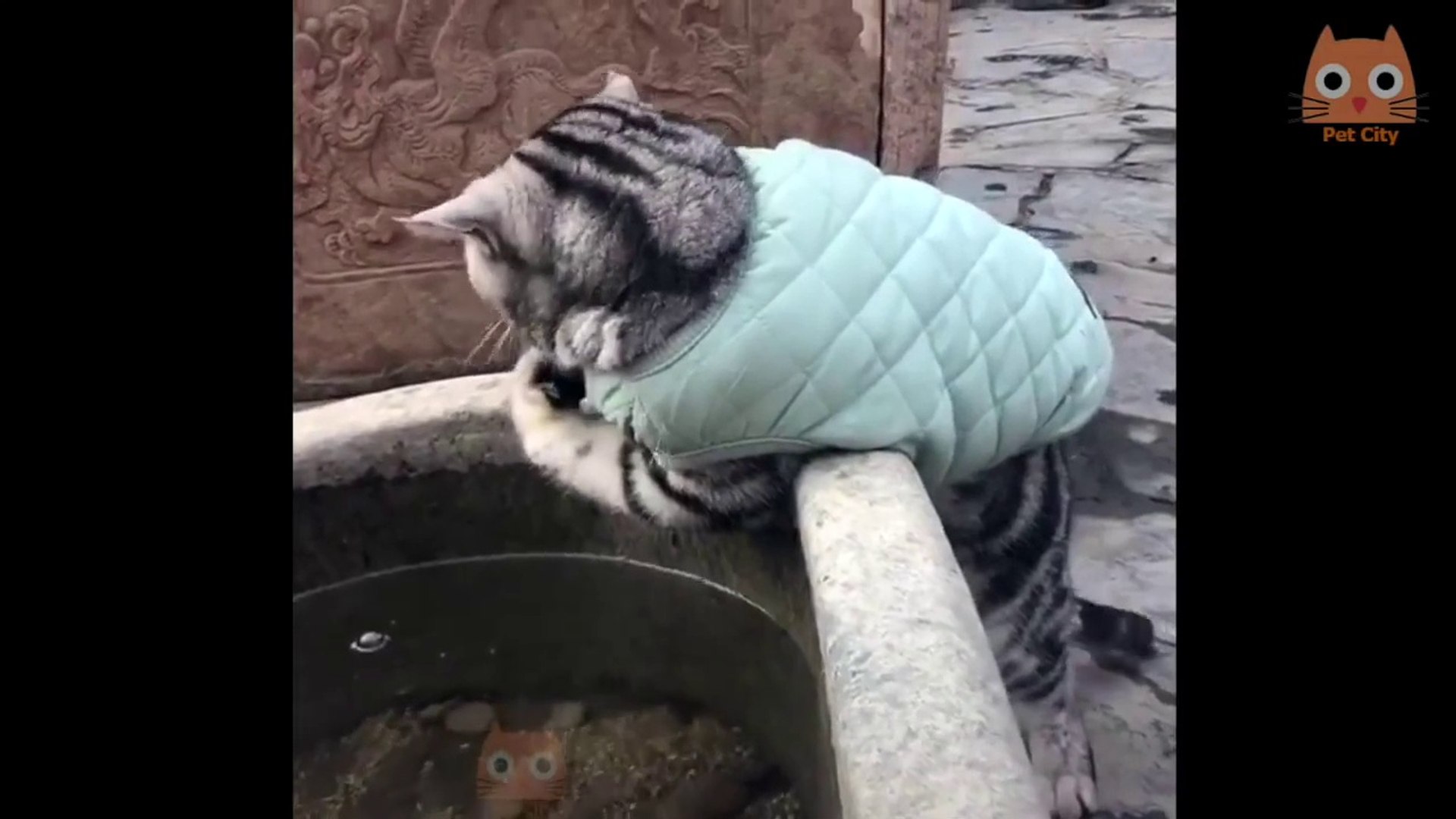 ⁣Funny pets