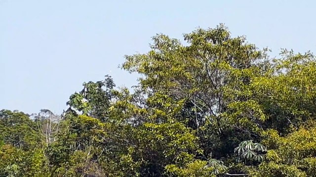 [SBEG Spotting]Airbus A321 PT-MXA na final antes de pousar em Manaus vindo de Brasília(05/09/2020)