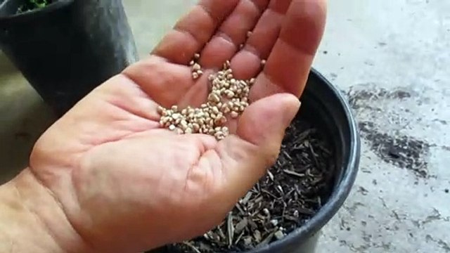 Como Sembrar Semillas de Guayaba para Que Germinen